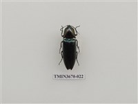 藏品(叩頭蟲(1))的圖片